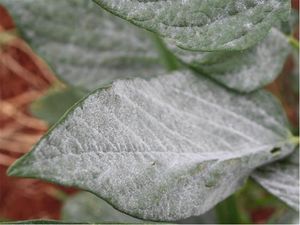 uploads/images/disease/Powdery mildew of sesame.jpg